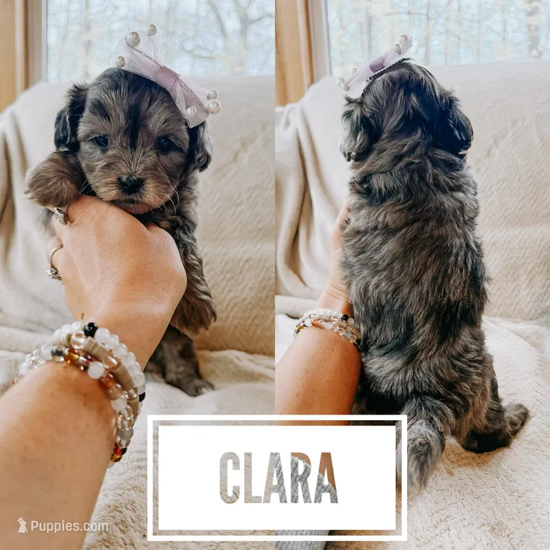 Clara – Shihpoo puppy for sale in Columbia City, IN