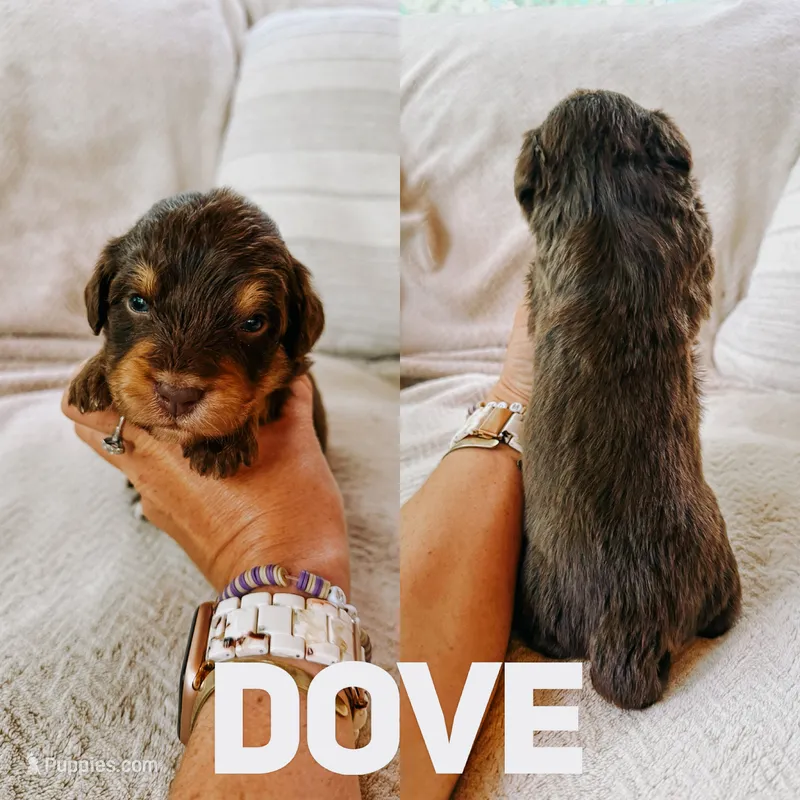 Dove – Aussiedoodle puppy for sale in Columbia City, IN