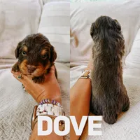 Dove, a female Aussiedoodle for sale in Columbia City, IN – 1 of 1