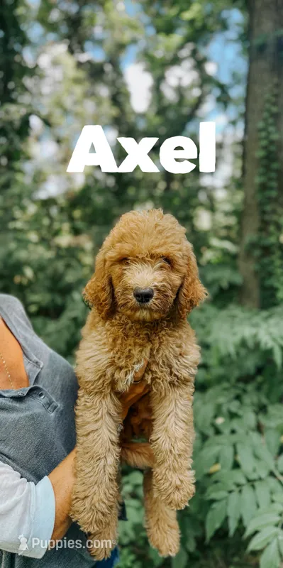 Axel – Goldendoodle puppy for sale in Columbia City, IN