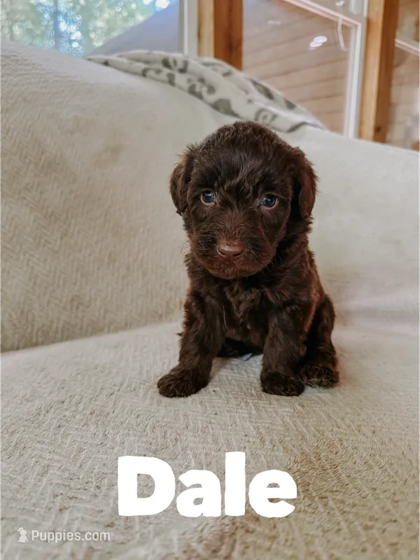 Dale – Aussiedoodle puppy for sale in Columbia City, IN