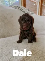 Dale, a male Aussiedoodle for sale in Columbia City, IN – 3 of 4