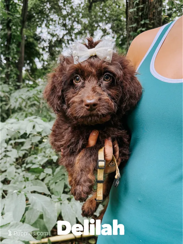 Delilah  – Aussiedoodle puppy for sale in Columbia City, IN
