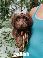 Delilah , a female Aussiedoodle for sale in Columbia City, IN – 3 of 8