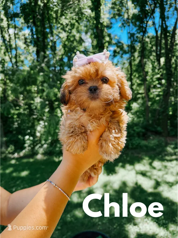 Chloe  – Shihpoo puppy for sale in Columbia City, IN