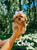 Chloe , a female Shihpoo for sale in Columbia City, IN – 1 of 3