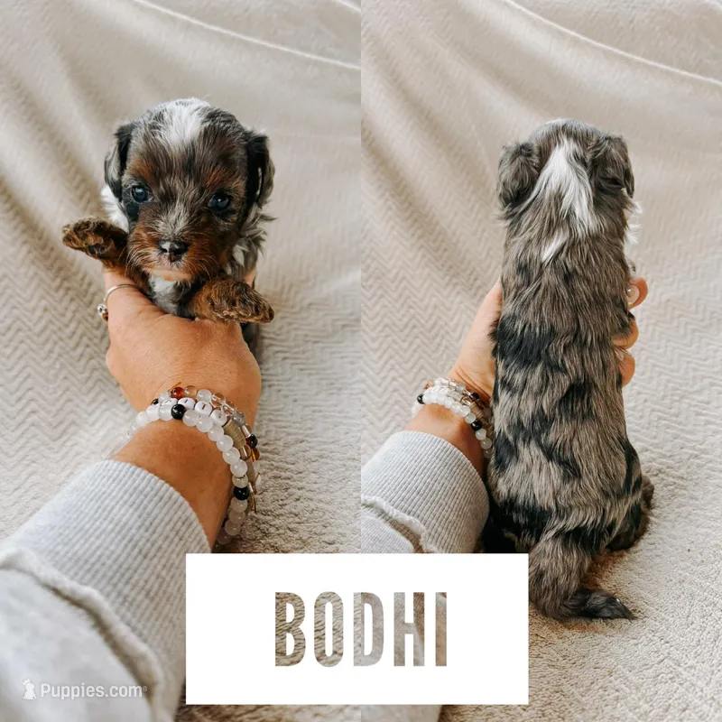 Bodhi 