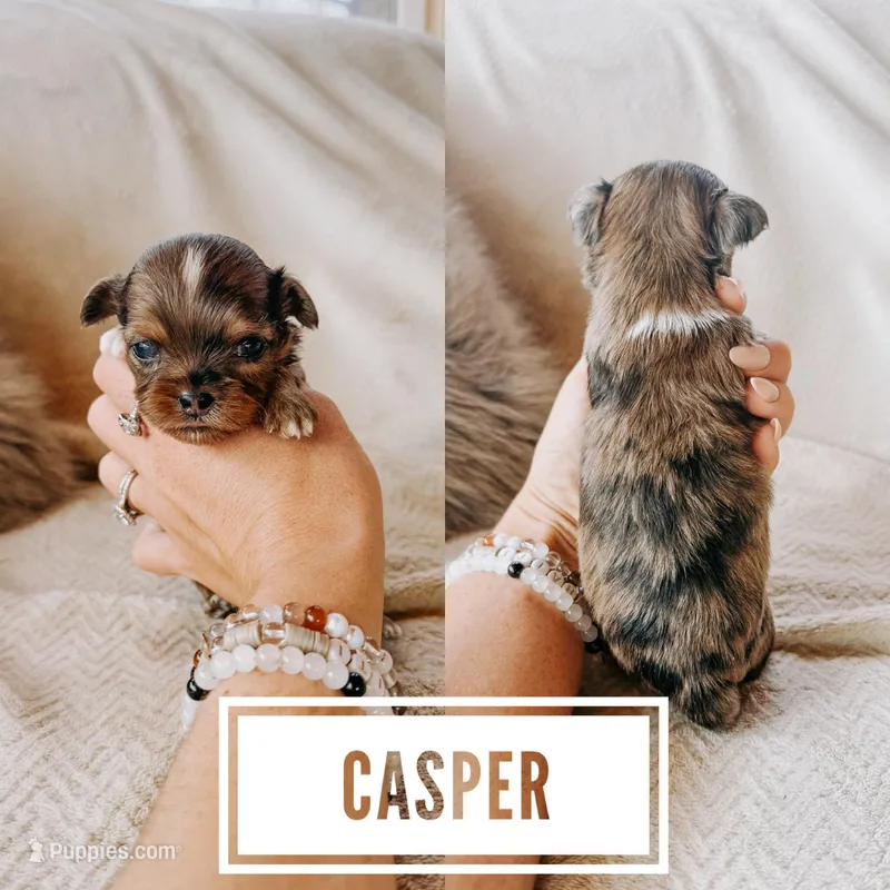 Casper – Shihpoo puppy for sale in Columbia City, IN