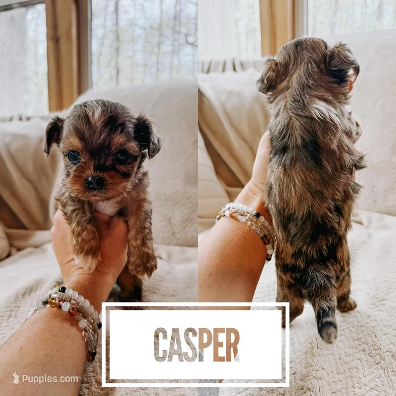 Casper – Shihpoo puppy for sale in Columbia City, IN