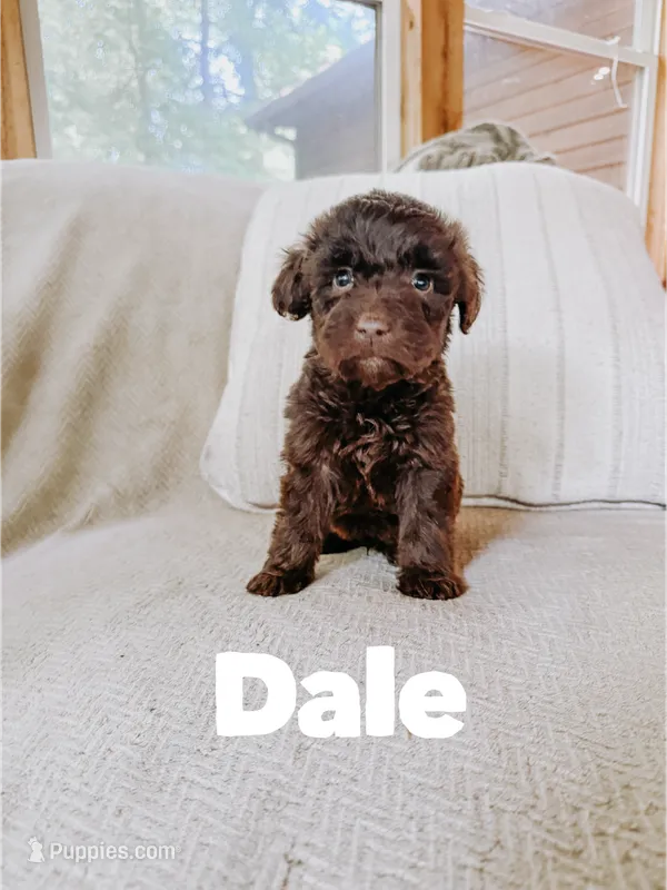 Dale – Aussiedoodle puppy for sale in Columbia City, IN