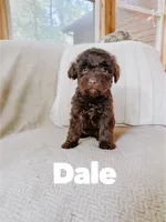 Dale, a male Aussiedoodle for sale in Columbia City, IN – 2 of 4