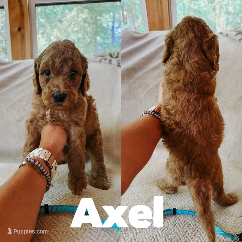 Axel – Goldendoodle puppy for sale in Columbia City, IN