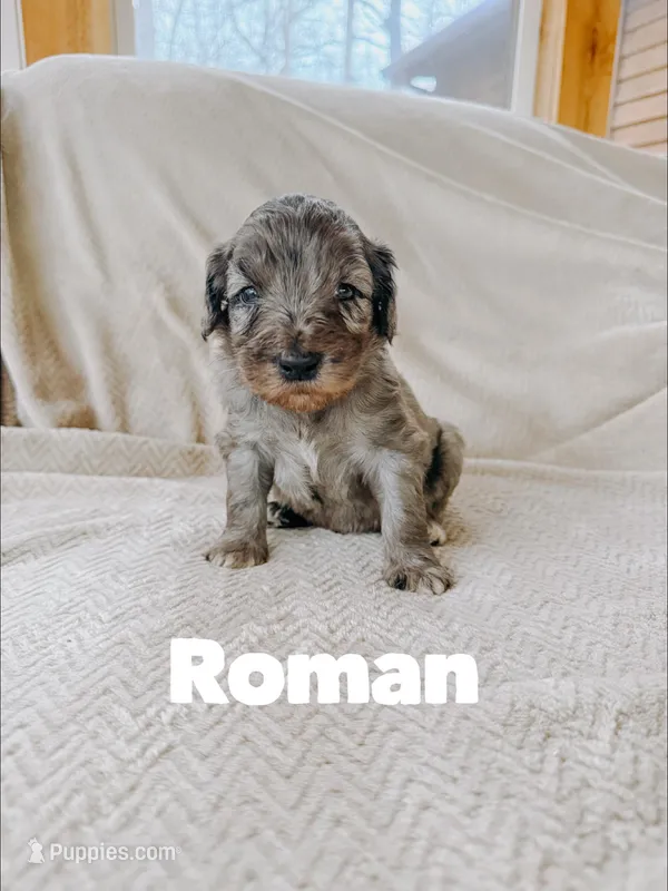 Roman – Goldendoodle puppy for sale in Columbia City, IN