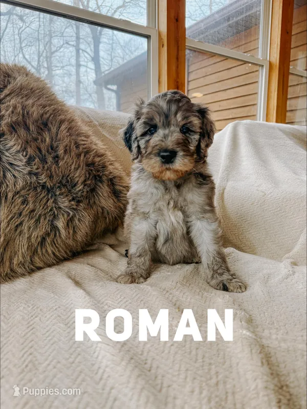 Roman – Goldendoodle puppy for sale in Columbia City, IN