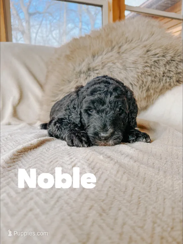 Noble  – Saint Berdoodle puppy for sale in Columbia City, IN