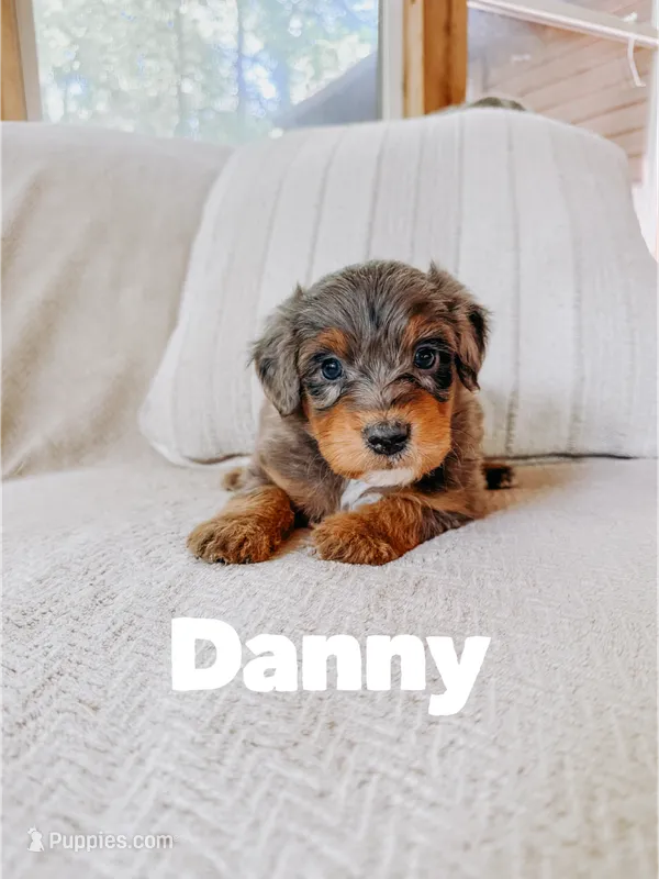 Danny  – Aussiedoodle puppy for sale in Columbia City, IN