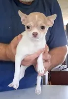 Ivy, a female Chihuahua for sale in Canton, IL – 5 of 10