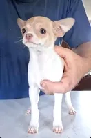 Ivy, a female Chihuahua for sale in Canton, IL – 3 of 10