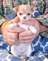 Ivy, a female Chihuahua for sale in Canton, IL – Photo 1 of 3