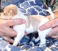 Ivy, a female Chihuahua for sale in Canton, IL – Photo 2 of 3