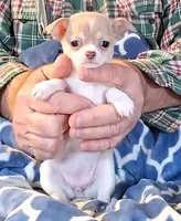 Ivy, a female Chihuahua for sale in Canton, IL – Photo 3 of 3
