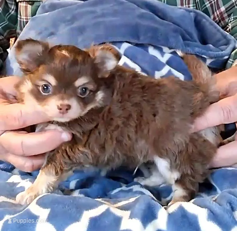 Bear – Chihuahua puppy for sale in Canton, IL