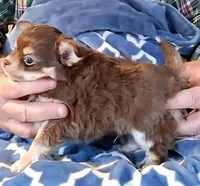 Bear, a male Chihuahua for sale in Canton, IL – Photo 2 of 5