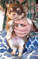 Bear, a male Chihuahua for sale in Canton, IL – Photo 5 of 5