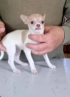 Ivy, a female Chihuahua for sale in Canton, IL – 2 of 10