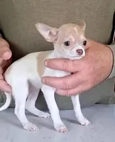 Ivy, a female Chihuahua for sale in Canton, IL – 4 of 10