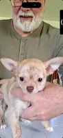 Buster, a male Chihuahua for sale in Canton, IL – 4 of 10