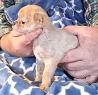 Buster, a male Chihuahua for sale in Canton, IL – Photo 4 of 6