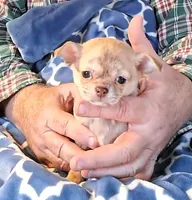 Buster, a male Chihuahua for sale in Canton, IL – Photo 3 of 6