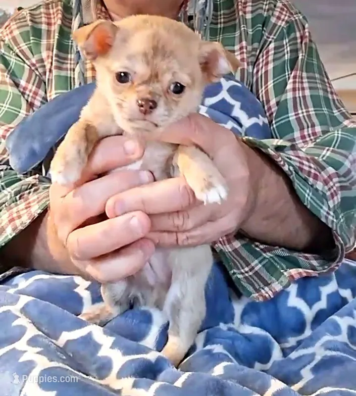 Buster, a male Chihuahua for sale in Canton, IL – Photo 1 of 6