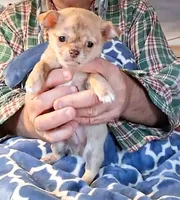 Buster, a male Chihuahua for sale in Canton, IL – Photo 1 of 6