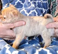 Buster, a male Chihuahua for sale in Canton, IL – Photo 5 of 6