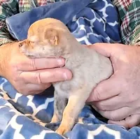 Buster, a male Chihuahua for sale in Canton, IL – Photo 6 of 6