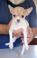 Ivy, a female Chihuahua for sale in Canton, IL – 10 of 10