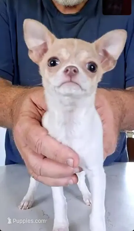 Ivy – Chihuahua puppy for sale in Canton, IL