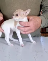 Ivy, a female Chihuahua for sale in Canton, IL – 6 of 10