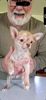 Buster, a male Chihuahua for sale in Canton, IL – 2 of 10