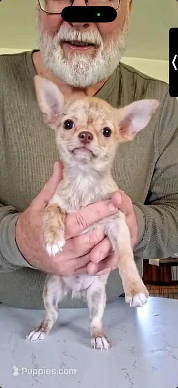 Buster – Chihuahua puppy for sale in Canton, IL