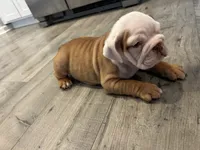 processed/8a8efeea-983c-428d-acda-6a51b6f770fb/listing/020e3609-23aa-4dfa-939d-af344da64c94/533c590b-2aae-4cdc-babc-c69b611b7d61