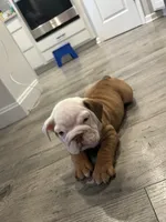 processed/8a8efeea-983c-428d-acda-6a51b6f770fb/listing/020e3609-23aa-4dfa-939d-af344da64c94/7ffaa258-61e3-4811-84f1-ebc6a3f301b8