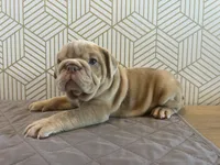 Lucy, a female English Bulldog for sale in Delaware, OH – 2 of 10