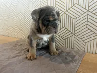 Mable, a female English Bulldog for sale in Delaware, OH – 5 of 7
