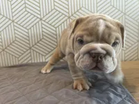 Lily, a female English Bulldog for sale in Delaware, OH – 8 of 10