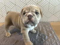 Lola, a female English Bulldog for sale in Delaware, OH – 6 of 10