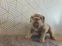 Lucy, a female English Bulldog for sale in Delaware, OH – 5 of 10
