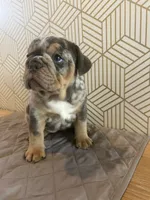 Mable, a female English Bulldog for sale in Delaware, OH – 4 of 7